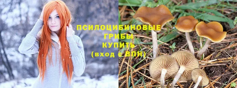 Псилоцибиновые грибы Psilocybine cubensis  Карпинск 