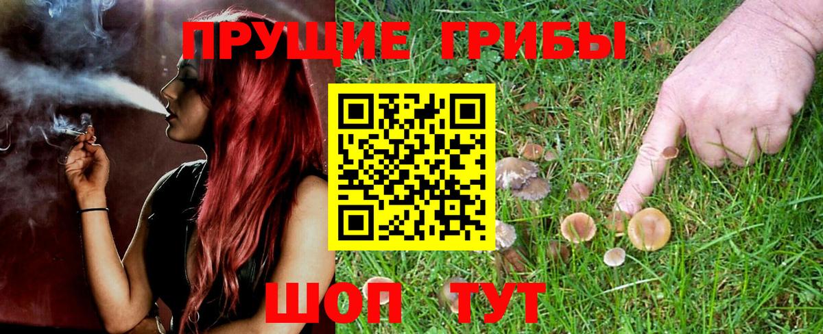 Галлюциногенные грибы Cubensis Карпинск